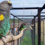 В страну цветов и птиц: садовый питомник и парк «Воробьи»